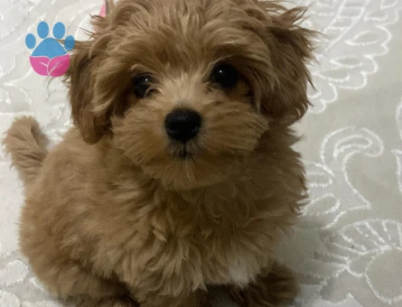 Moltipo Yavrumuza Eş Arıyoruz