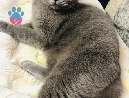 Kedime acil eş arıyorum