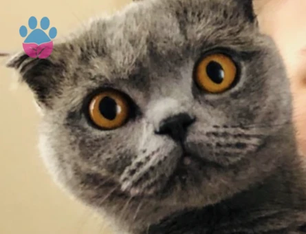 Kedime acil eş arıyorum