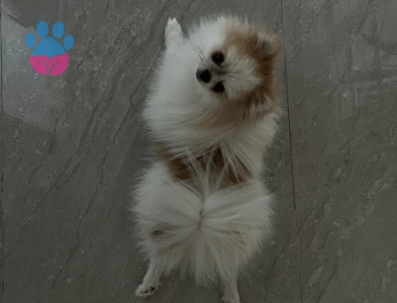 Pomeranian eş arıyoruz