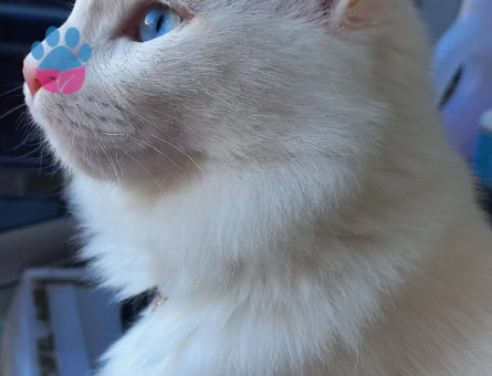 1 yaşında erkek van kedisi