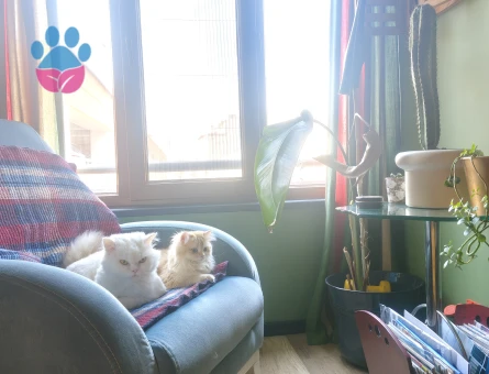 British Longhair 1 Yaşında Eş Arıyor