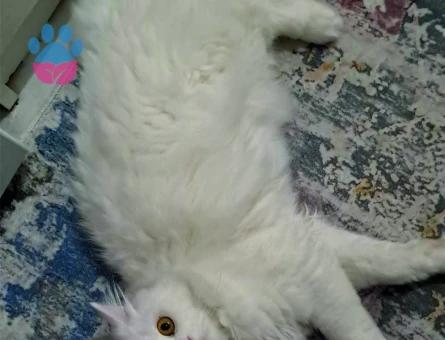 British Shorthair 1 Yaşında Eş Arıyor