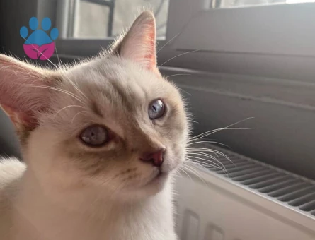 british erkek kedime dişi kedi arıyoruz