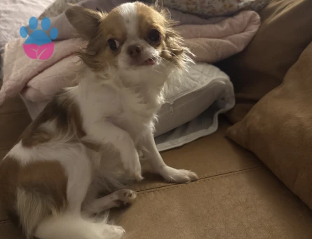 Güzeller güzeli kızıma eş arıyorum