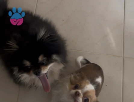 Güzeller güzeli kızıma eş arıyorum