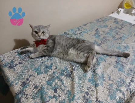 Britsh Shorthair 1 Yaşında Eş Arıyor