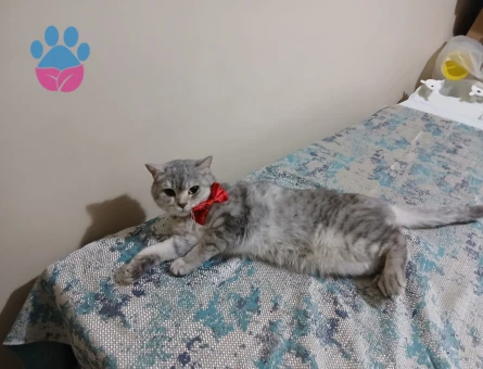 Britsh Shorthair 1 Yaşında Eş Arıyor