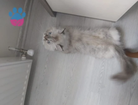 Chinchilla 2 Yaşında Eş Arıyor