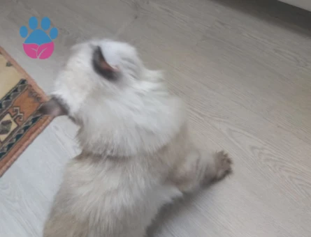 Chinchilla 2 Yaşında Eş Arıyor