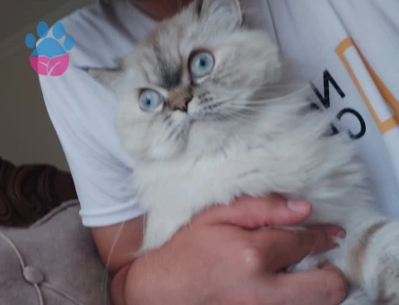 Chinchilla 2 Yaşında Eş Arıyor