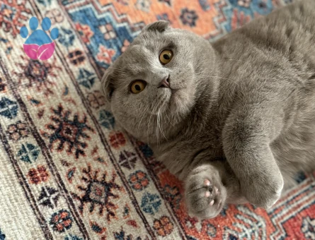 Scottish Fold Erkek