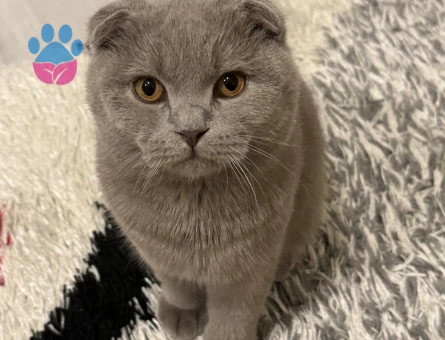 Scottish Fold Erkek
