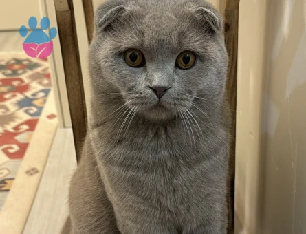 Scottish Fold Erkek