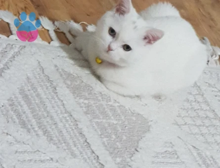 Guzel kızıma eş ariyorum