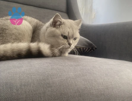 Ogluma eş arıyorum