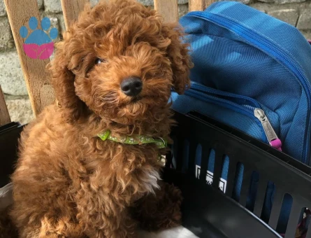 oğlumuz viktor'a eş aramaktayız