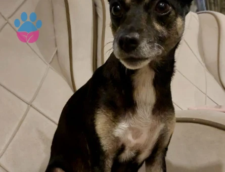 Prenses boncuk eş arıyor