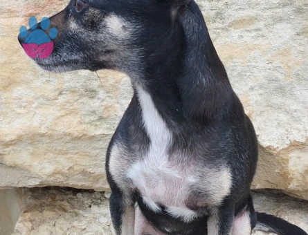 Prenses boncuk eş arıyor