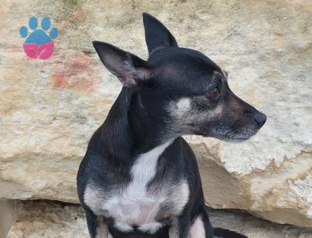 Prenses boncuk eş arıyor