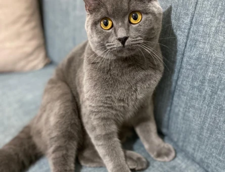Dişi British Shorthair Kedimize Eş Arıyoruz - 118983967