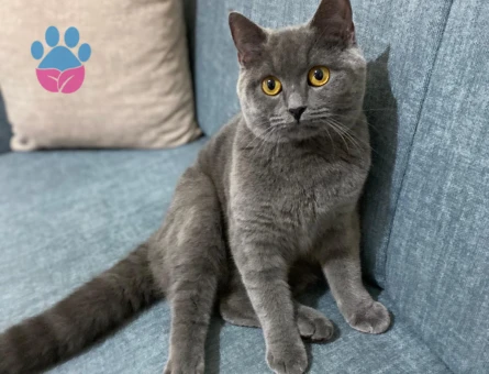 Dişi British Shorthair Kedimize Eş Arıyoruz