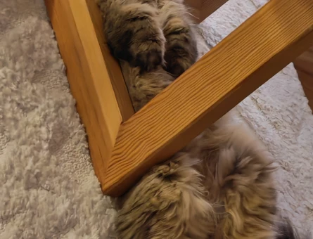 British Longhair 1.5 yaş oğluma eş arıyorum - 118983969