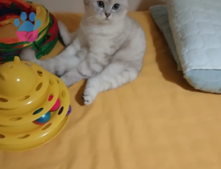 Eş arıyorum kızıma  evimde agırlayabilcegim