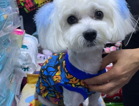 Maltese Terrier 1 Yaşında Eş Arıyor - 118983975