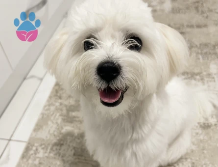 Maltese Terrier 1 Yaşında Eş Arıyor