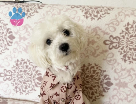 Maltese Terrier 1 Yaşında Eş Arıyor