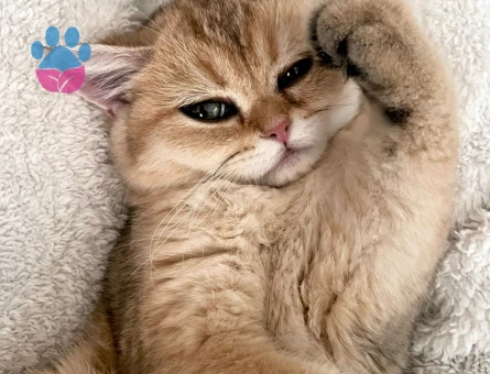 British Shorthair Golden Ny12