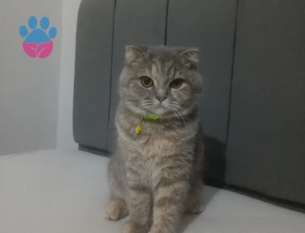 Scottish Fold Eş Arıyorum 1 Yaşında