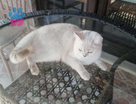 British Kedime Erkek Eş Arıyorum