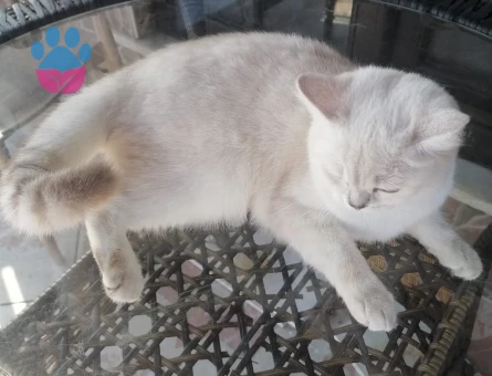 British Kedime Erkek Eş Arıyorum