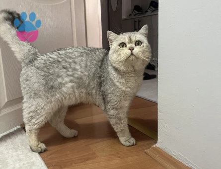 Oğluma eş arıyorum