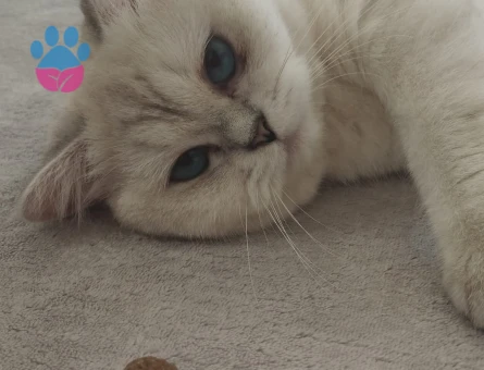 British Shorthair 16 Aylık Eş Arıyor yer Ümraniye çarşı