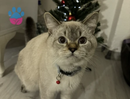 1 Yaşında British Shorthair Kedim Eş Arıyor - 118984309