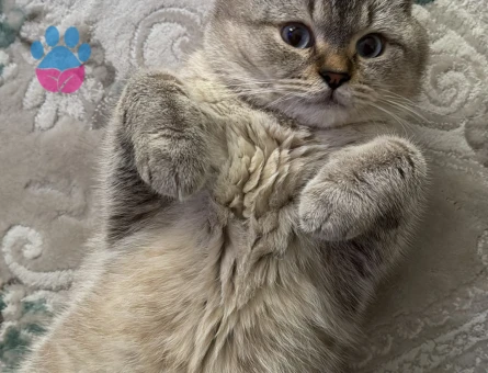 1 Yaşında British Shorthair Kedim Eş Arıyor