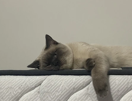 British Shorthair Yakışıklı Oğluma Dİşi Eş Arıyorum - 118984310