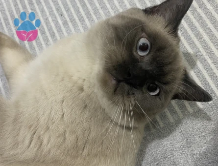 British Shorthair Yakışıklı Oğluma Dİşi Eş Arıyorum