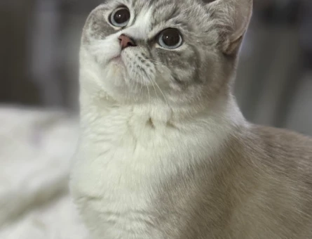 British Shorthair İzmit Kedime Eş Arıyorum - 118984311