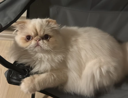 1 Yaşında Exotic Longhair Eş Arıyor - 118984312