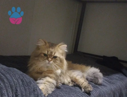 Bristih Longhair 2 Yaşında Eş Arıyor