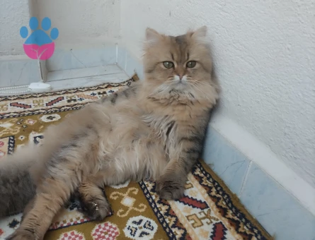 Bristih Longhair 2 Yaşında Eş Arıyor