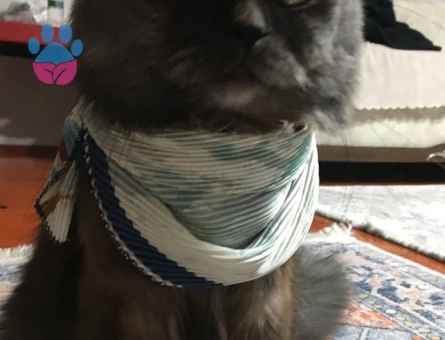 British Longhair Oğlum Duman Eş Arıyor