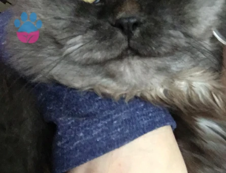 British Longhair Oğlum Duman Eş Arıyor