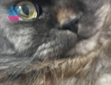 British Longhair Oğlum Duman Eş Arıyor