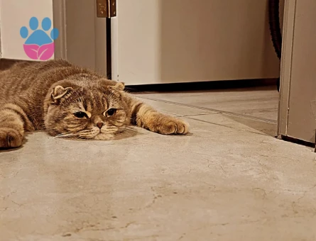 Scottish Shorthair Silver Kedim Eş Arıyor