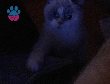 British shorthair kızımıza eş arıyoruz